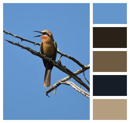 White Fronted Bee Eater Bee Eater White Fronted Bee Eater Image